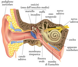 Organo uditivo